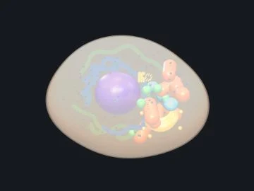 Animal cell