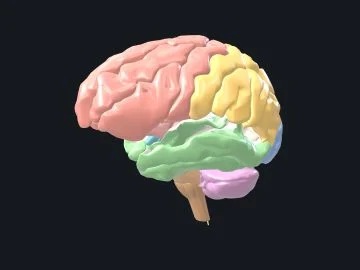 Human brain