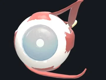 Human eye