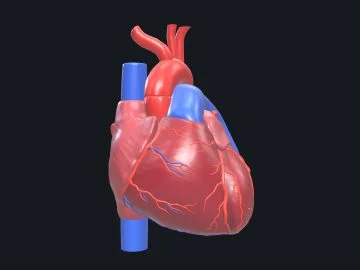 Human heart