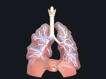 Respiratory system
