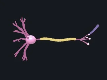 Neuron (nerve cell)