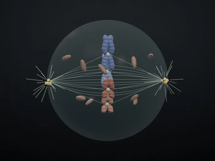 Mitosis
